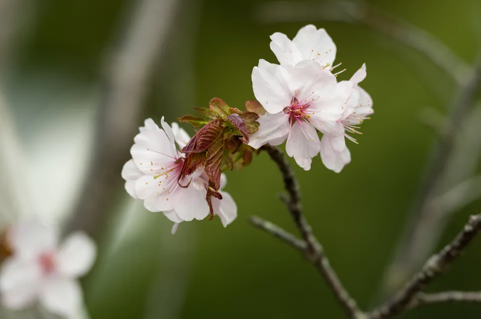 桜の花